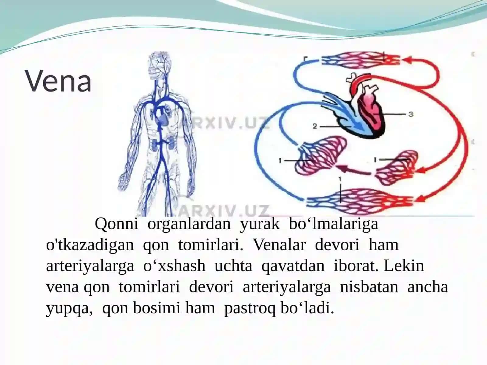Qontomirlari,qonaylanishdoirasi 4