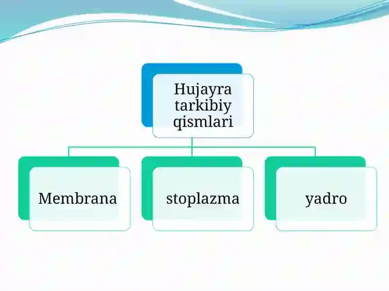 Eukariothujayraningtuzilishivafunksiyasi 4