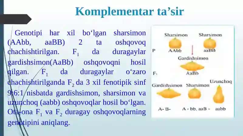 "Noallel genlarning o`zaro ta`siri" 4