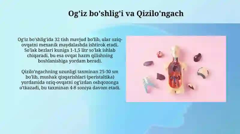 Hazm tizimining a'zolari 4