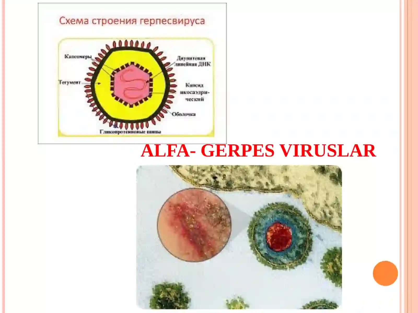 DNK SАQLOVCHI VIRUSLАR. GERPES VIRUSLАR.POXVIRUSLAR. ADENOVIRUSLAR 4