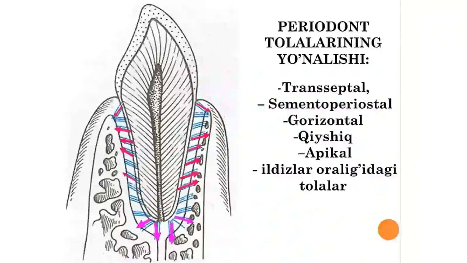 Periodont. Periodontit 4
