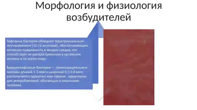 Salmonella Paratyphi A 4
