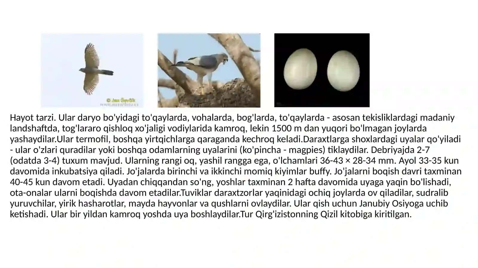 Accipiter badius-Turk ostomtovugi 4