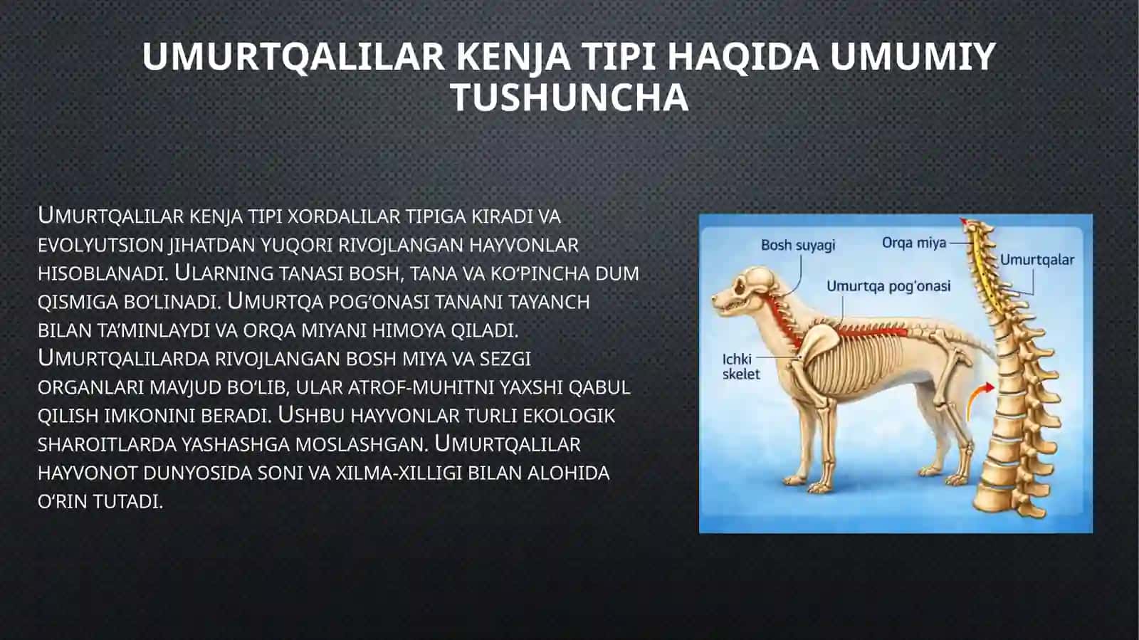 Umurtqalilar kenja tipining morfobiologik ta'rifi 4