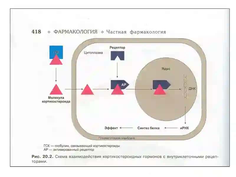 Гормонлар 4