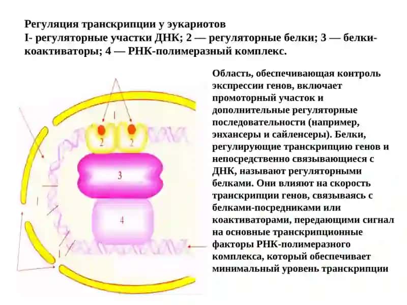 Мутациии канцерогенез 4