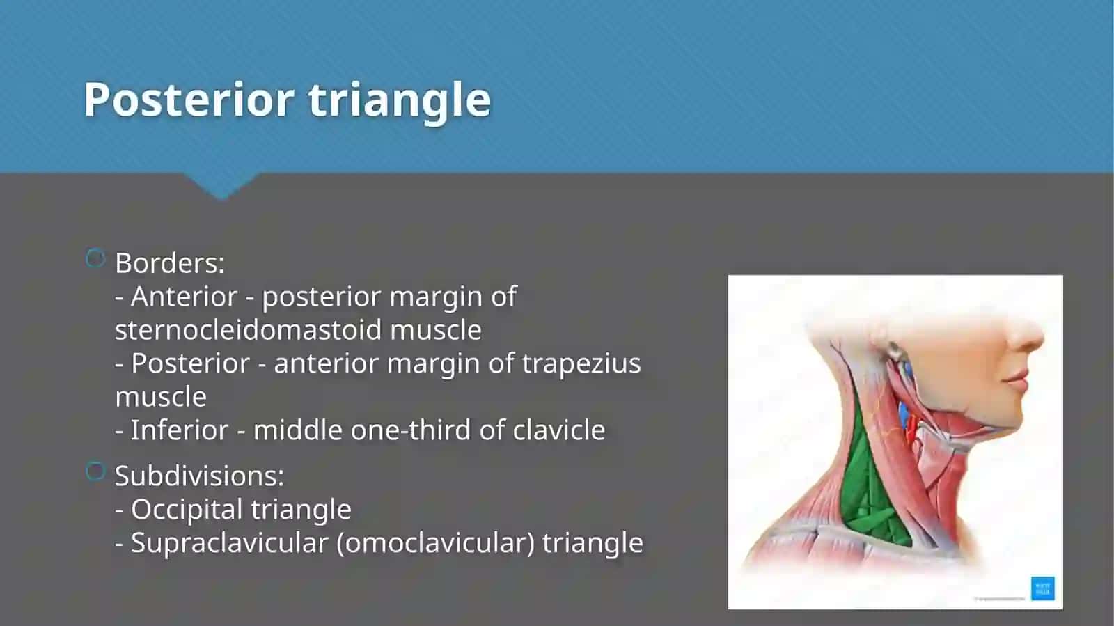 Triangles of neck anatomy 4