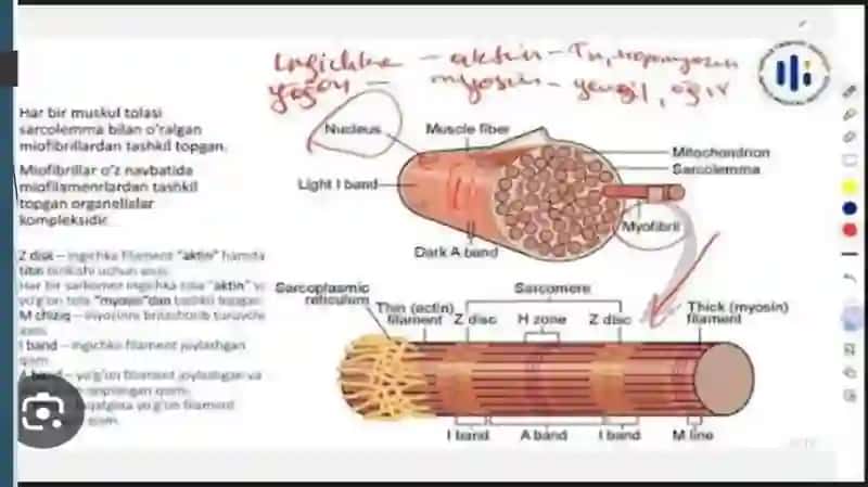 Mushak qisqarishining energetikasi 4