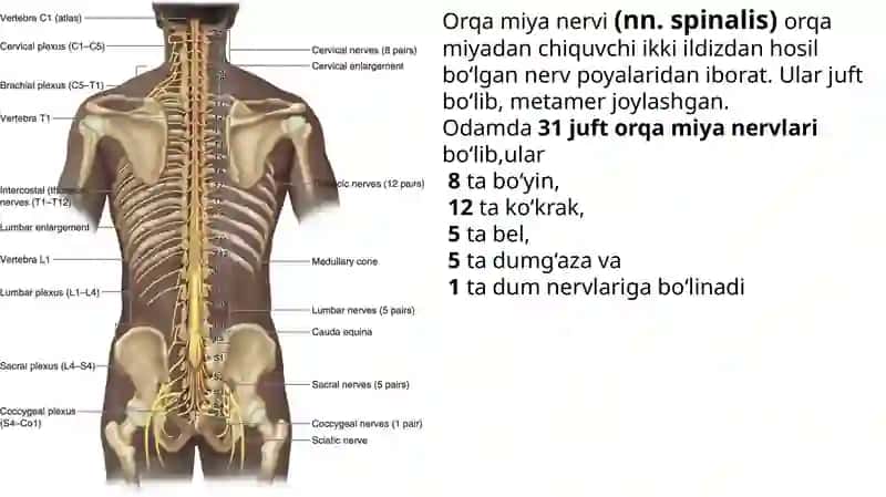 Perifirik nerv tizimi funsional anatomiyasi. 4