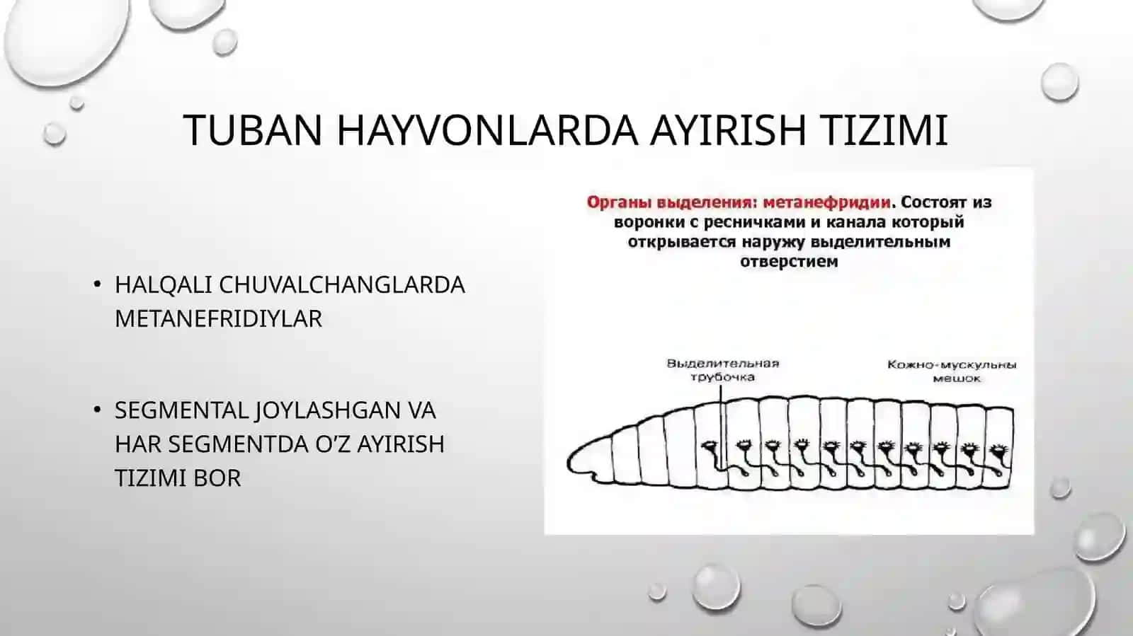Ayirish tizimi onto-filogenezi 4
