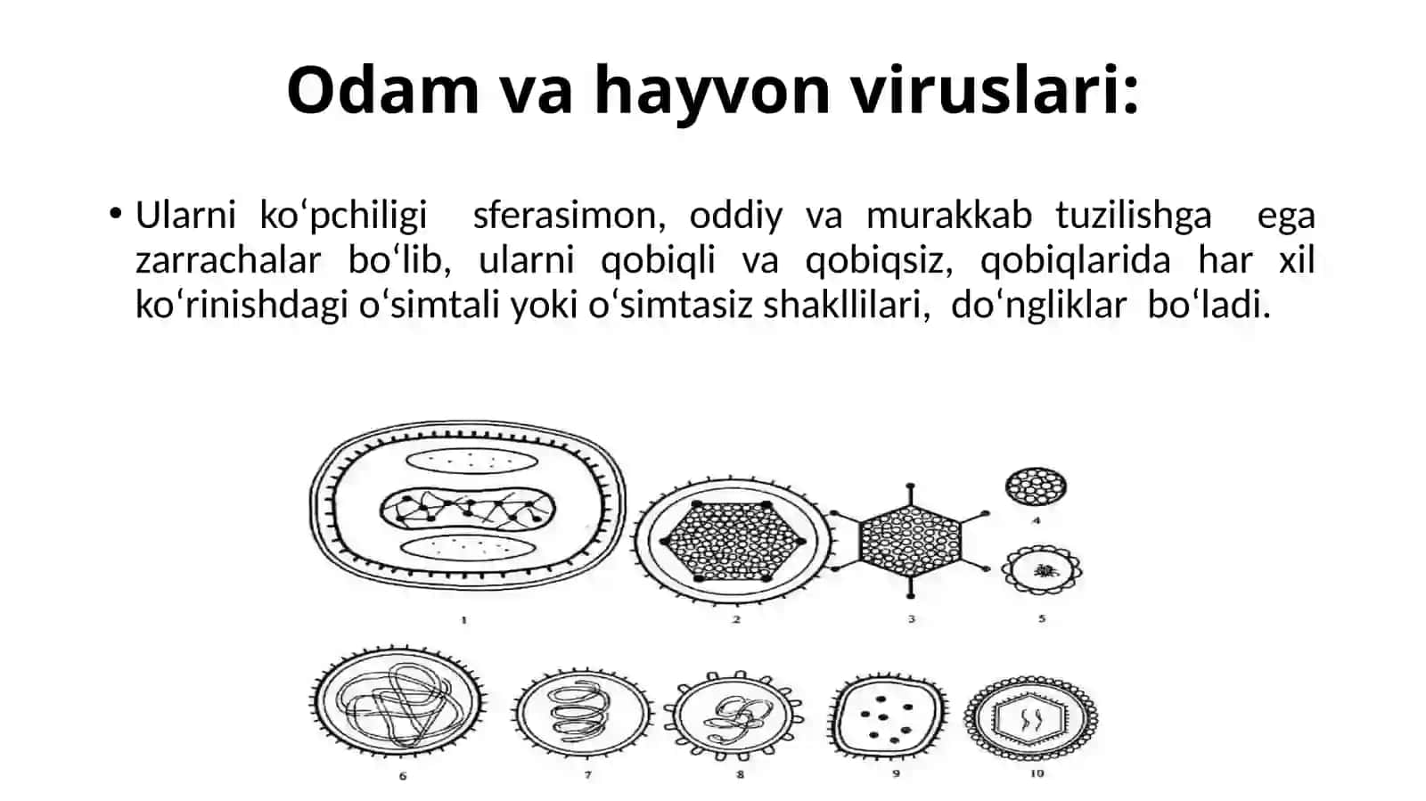 Viruslarning Tuzilishi 4