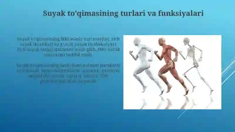 Skelet va uning boylamlari 4