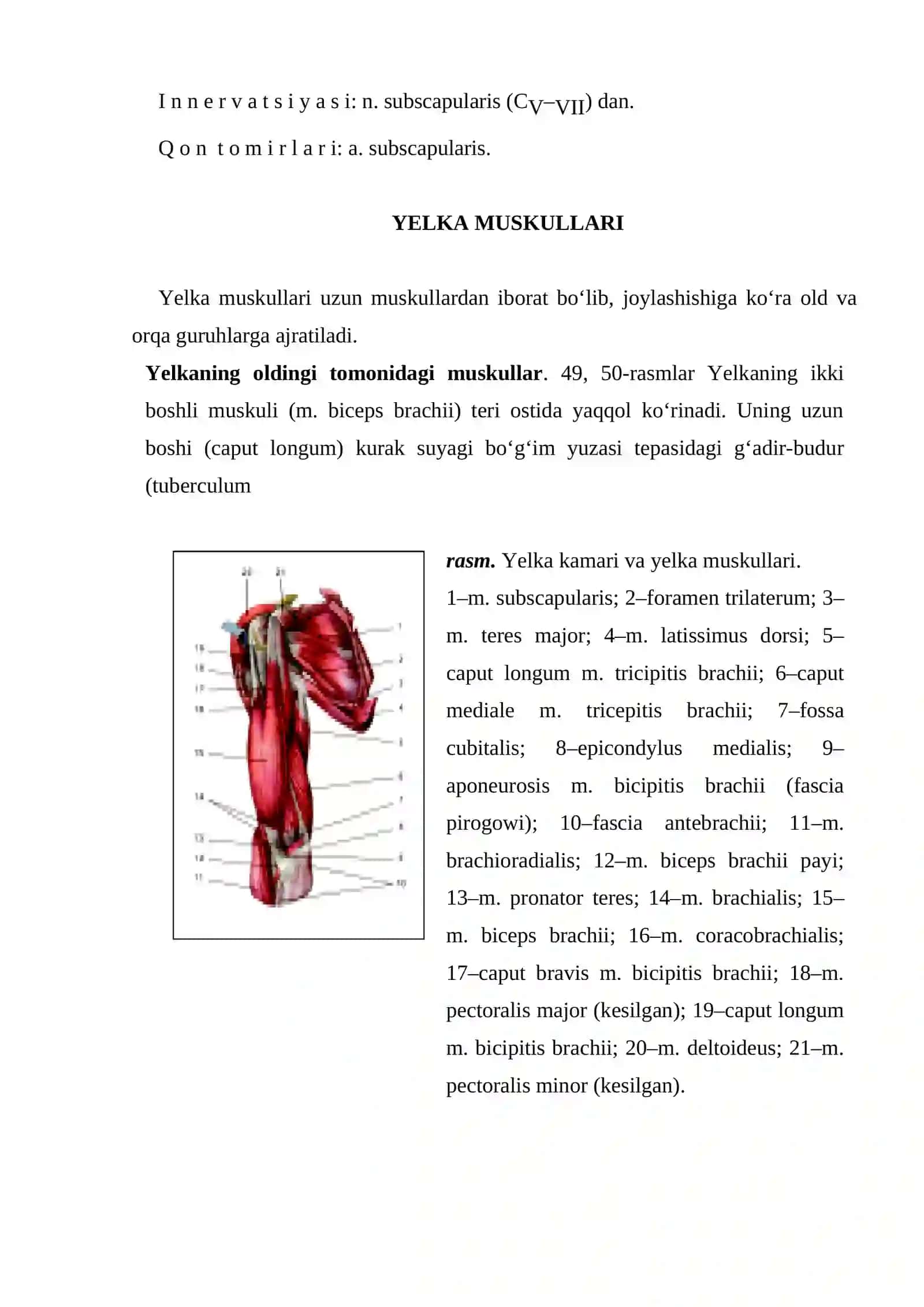 Yelka kamari muskullari 4