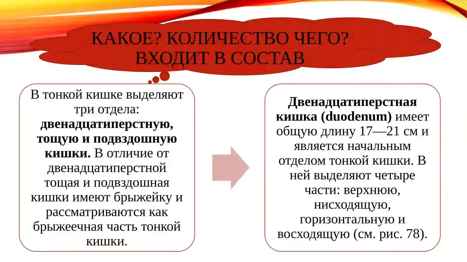 Тонкая кишка (intestinum tenue) 4