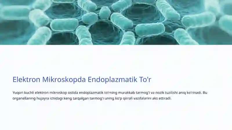 Endoplazmatik To'r va Golji Apparati: Hujayraning Ishchi Markazlari 4