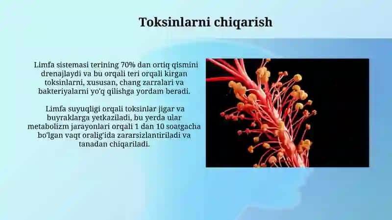 Limfa suyuqligi va limfa tizimlari vazifasi 4