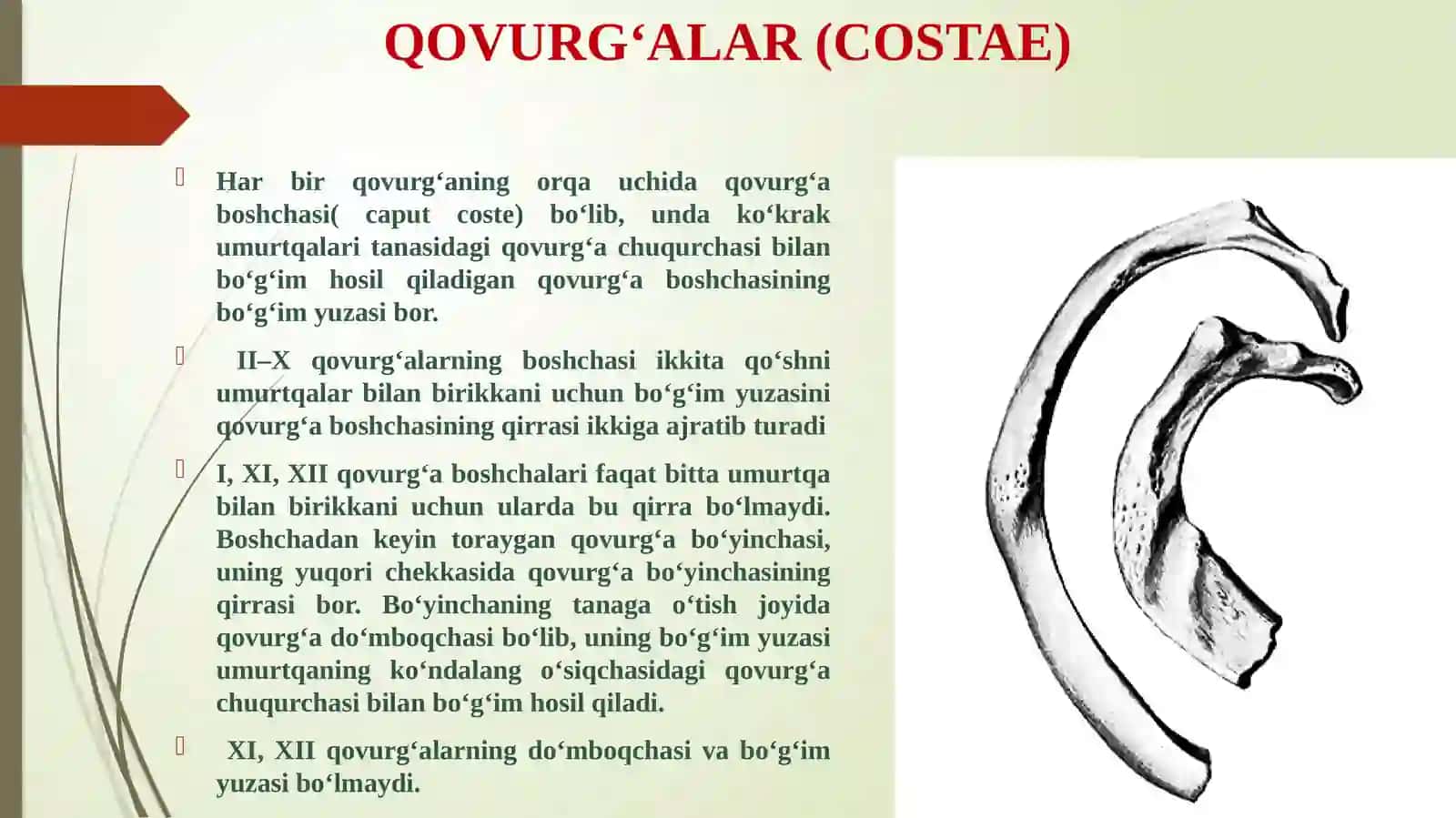 Ko‘krаk qаfаsi suyaklari 4