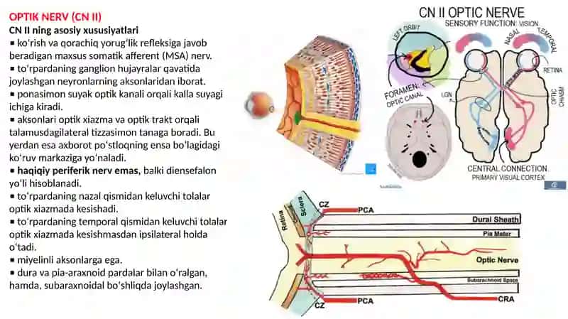 cranial nerv 4