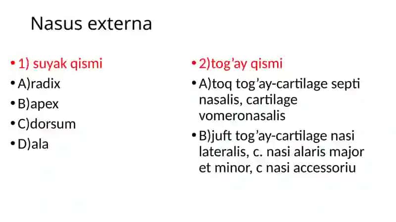 Hid bilish a’zolarining funksional anatomiyasi 4
