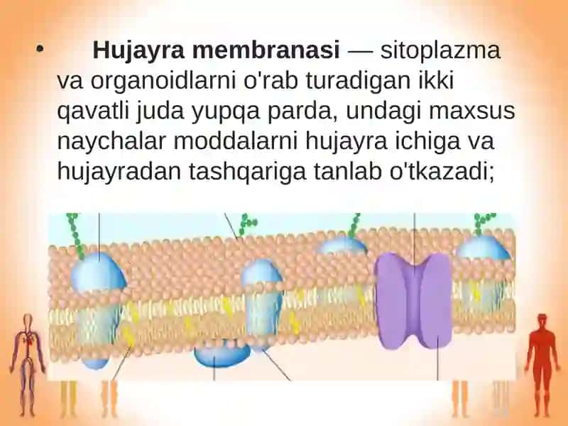 Odam organizmining hujayraviy tuzilishi 4