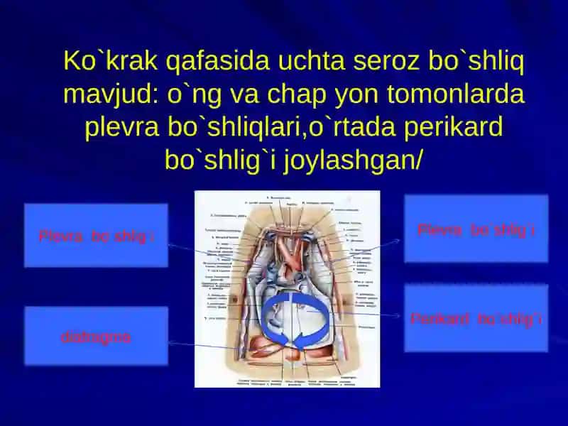 Ko`krakning Klinik anatomiyasi. Ko`krak  bo`shlig`i azolari operatsiyalari. 4