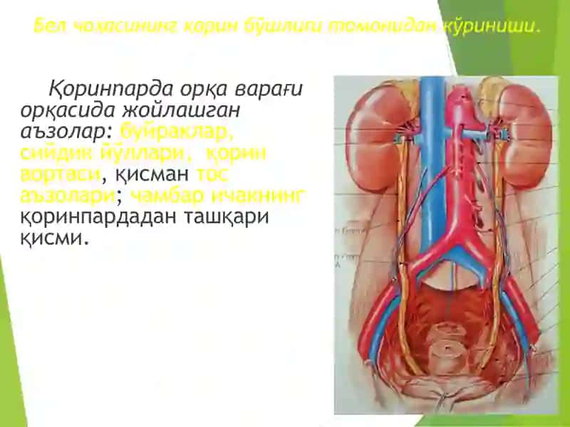 БЕЛ СОҲАСИНИНГ КЛИНИК АНАТОМИЯСИ 4