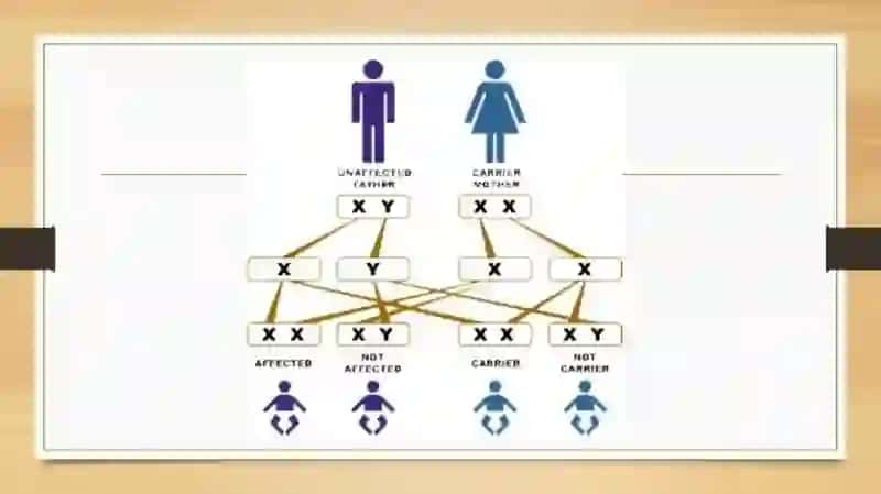 odam xiromasomalarining morfofunksional xususiyatlari 4