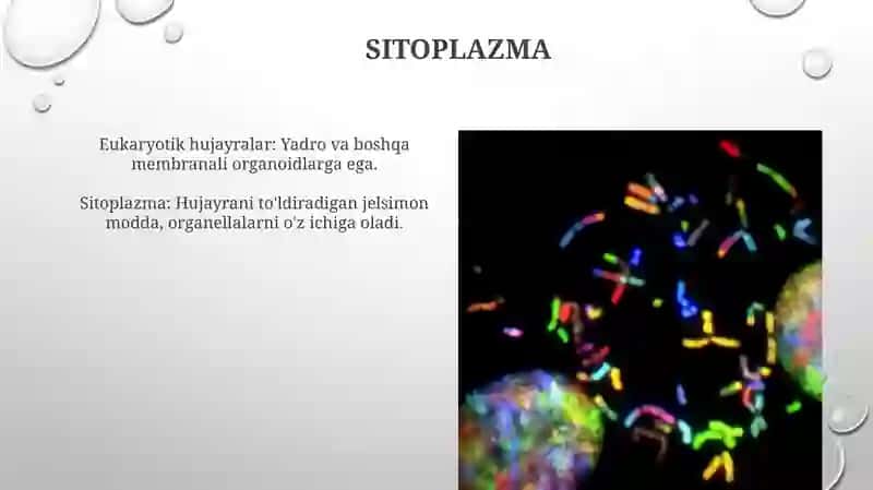 Hujayra shakllari eukariot va prakariot hujayralar 4