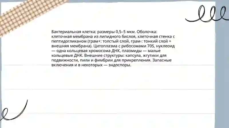 Морфология бактерий (форма и размеры) 4
