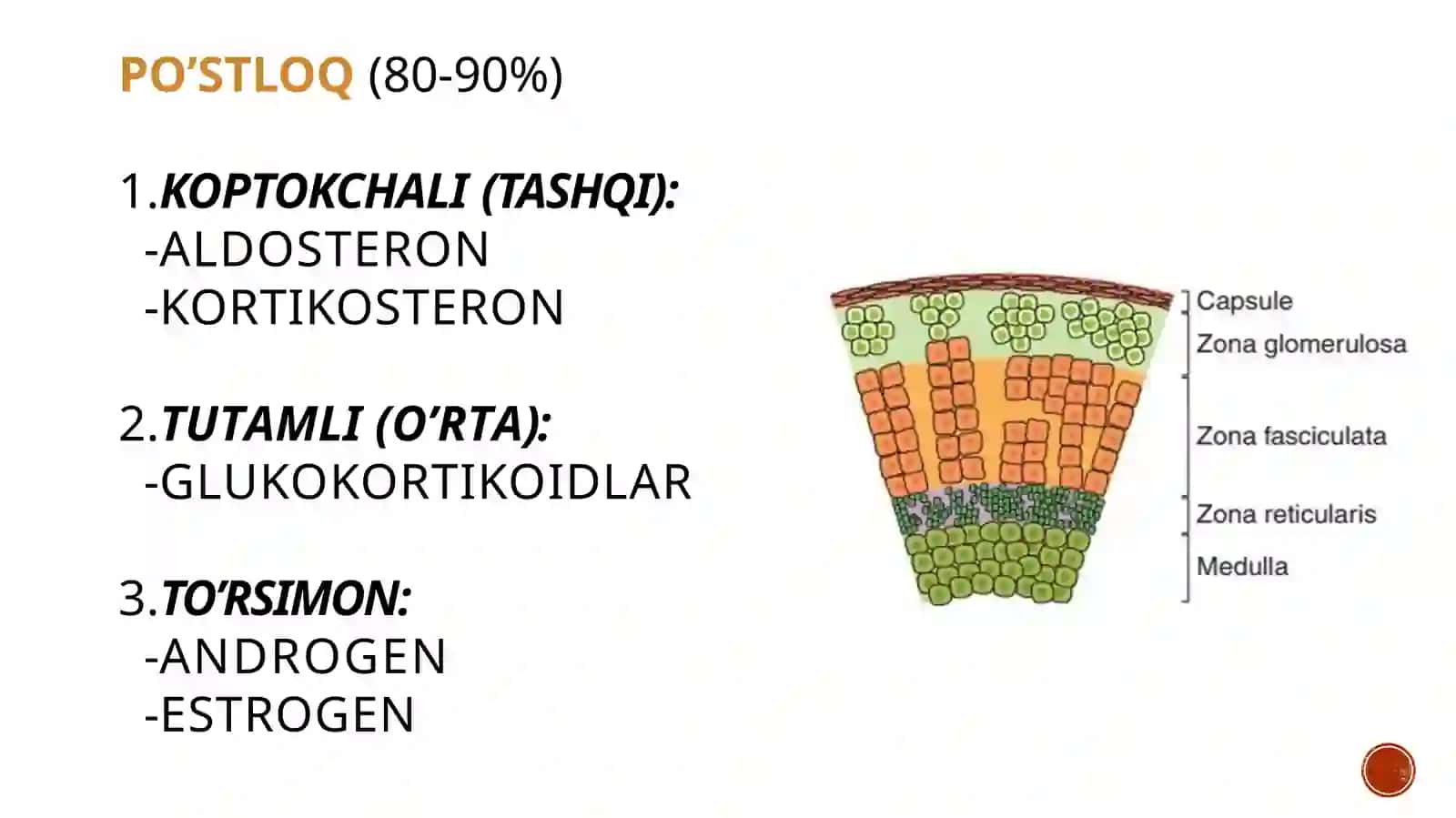 Buyrak ustibezilari ta'siri mekanizmi 4