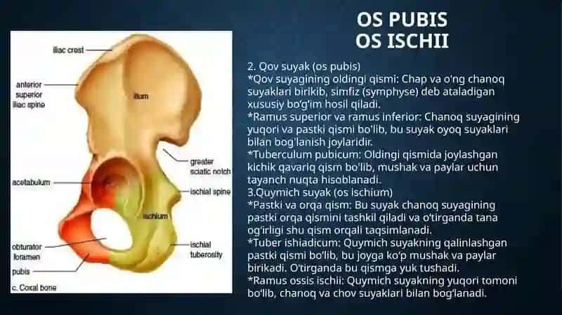 oyoq suyaklari anatomiyasi 4