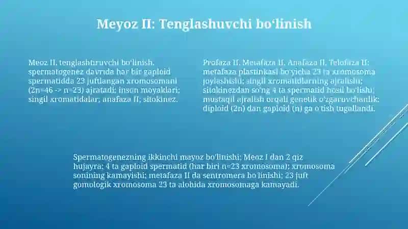 Spermatogenez bosqichlari sxemasi va mexanizmi 4