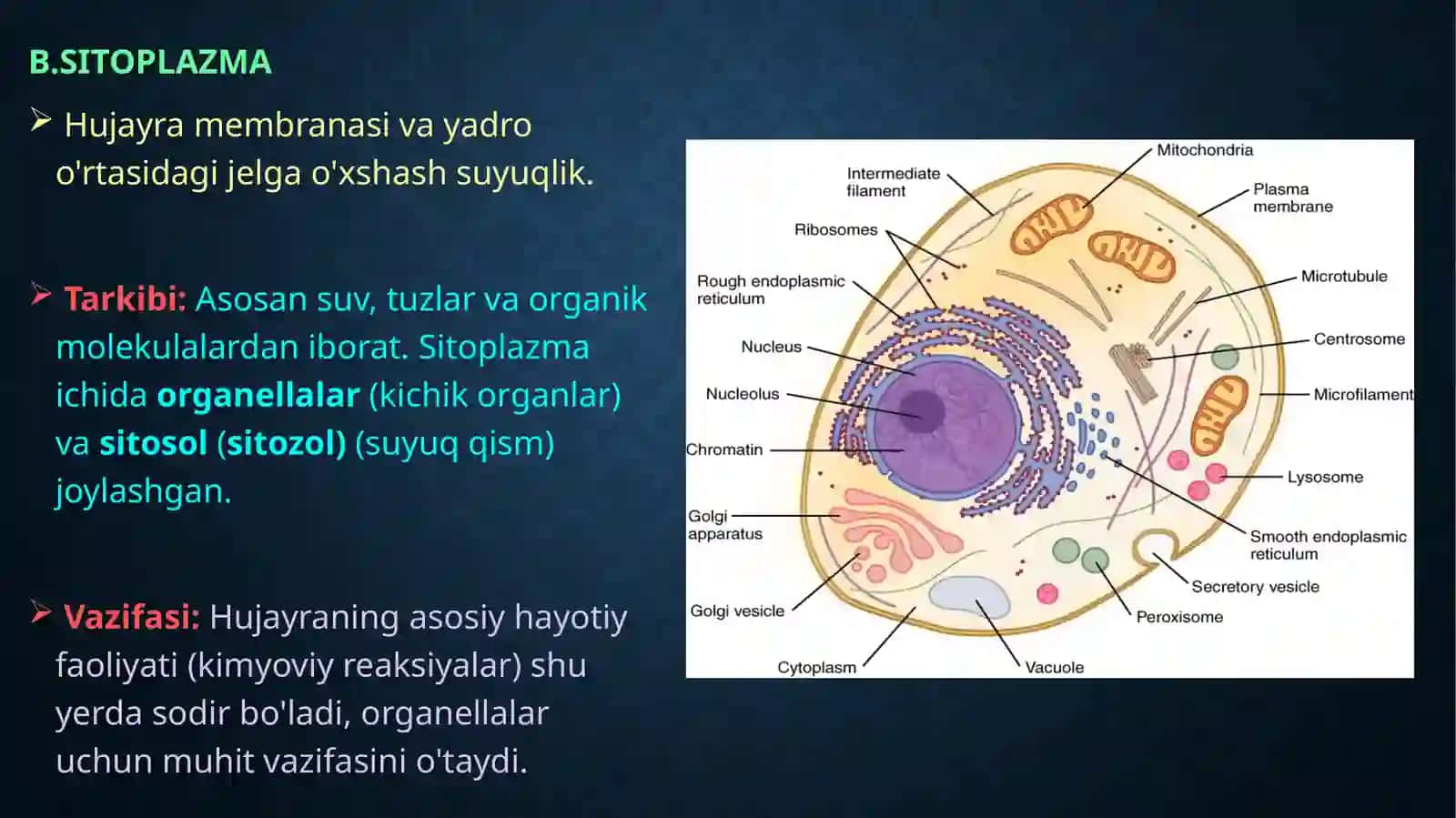 Hujayrahaqidata’limot 4