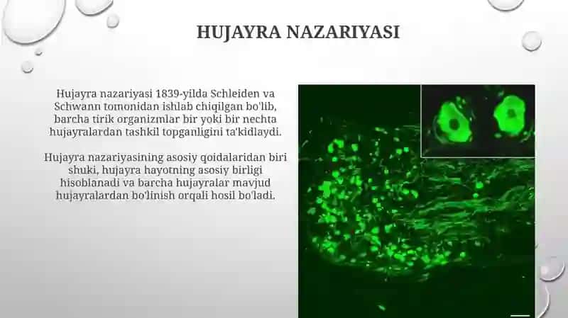 Hujayra tuzilishi 4