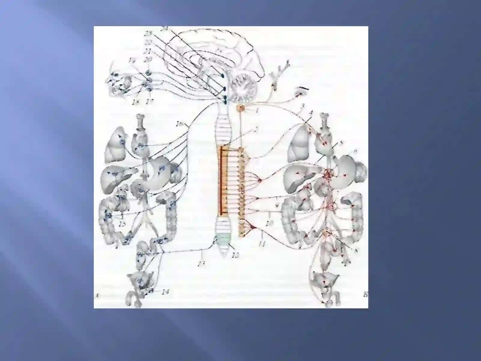 Vegetativ nerv sistemasi 4