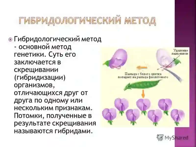 Генетика человека 4