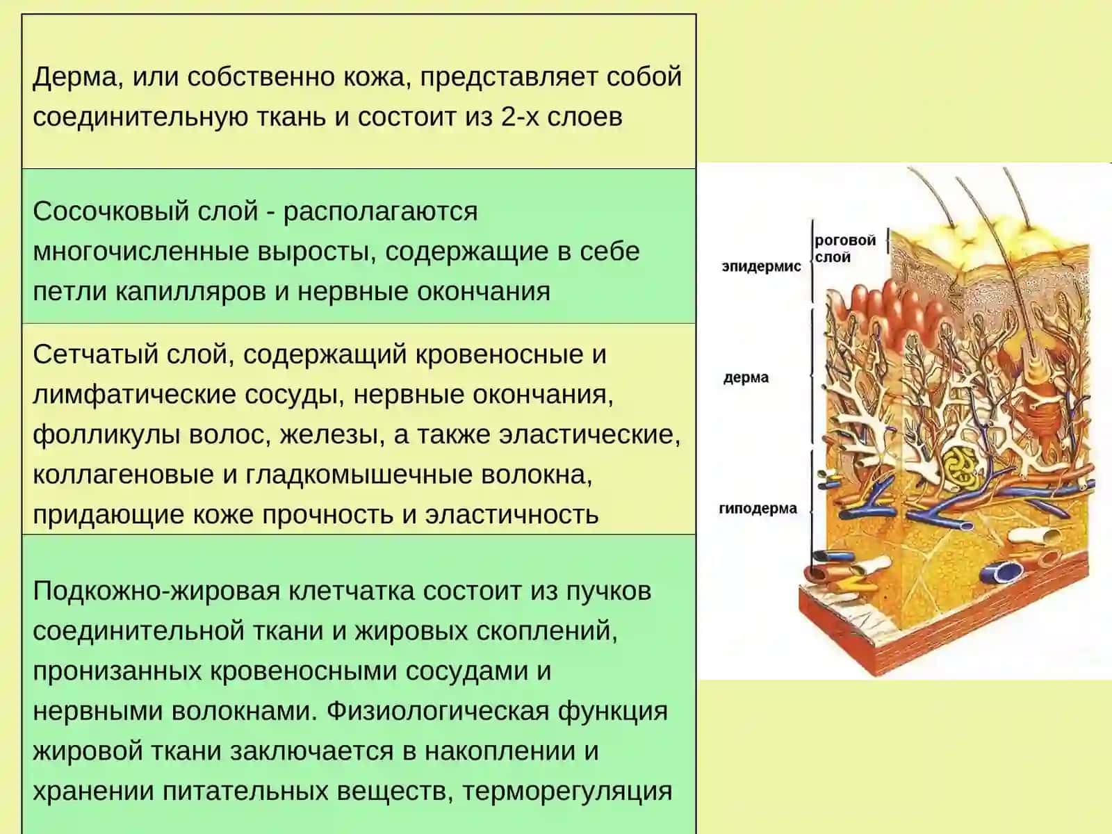 Эпидермолиз буллёзный врожденный 4