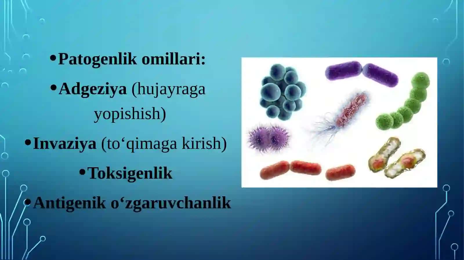 Patogen bakteriyalar va zamburug‘lar 4