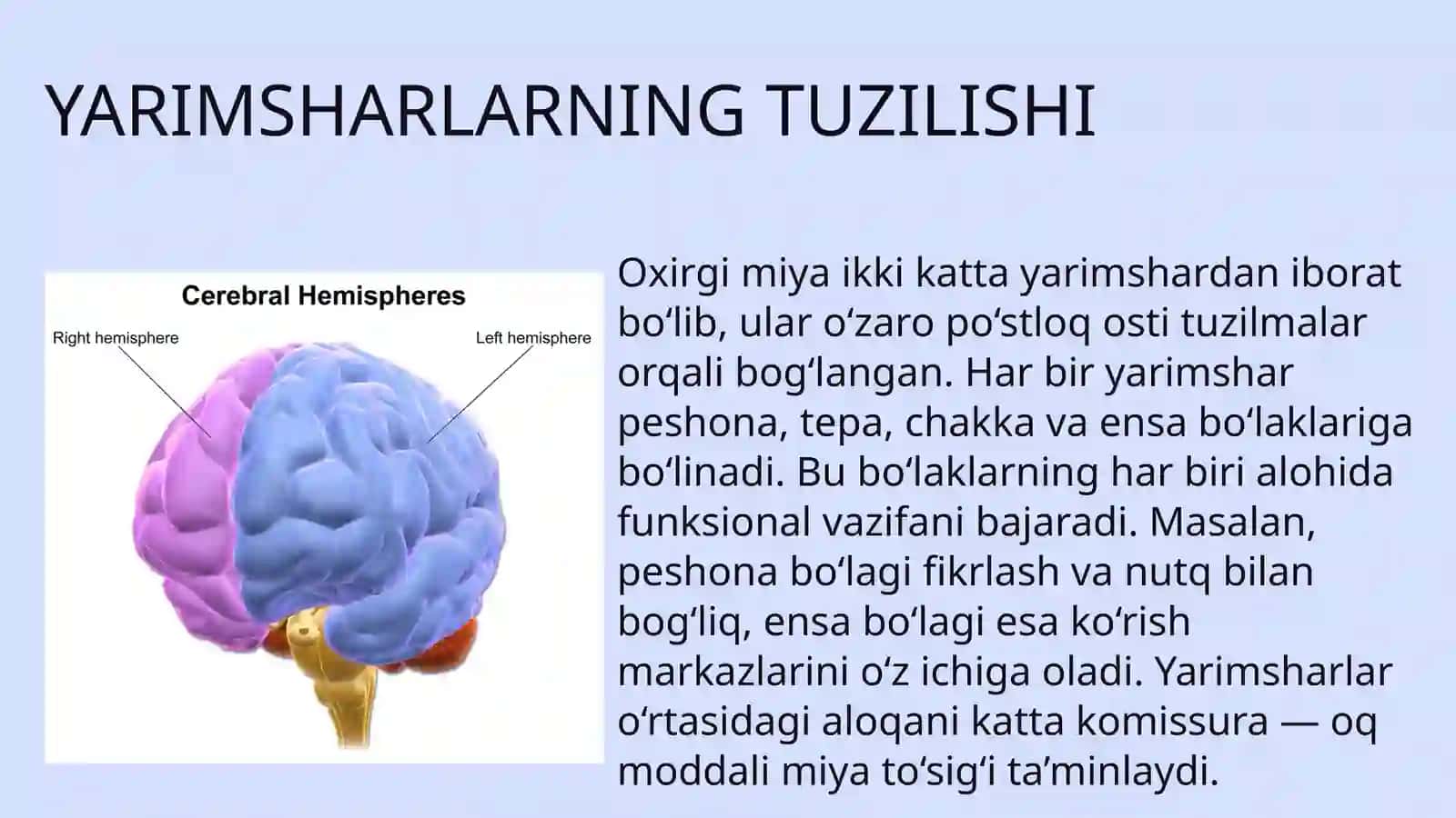 Oxirgi miya - markaziy nerv tizimi 4