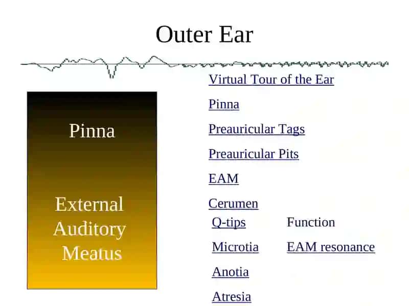 Anatomy Physiology and Disorders of the Hearing 4
