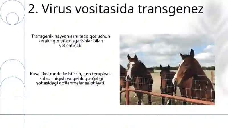 Transgen hayvonlar olish 4