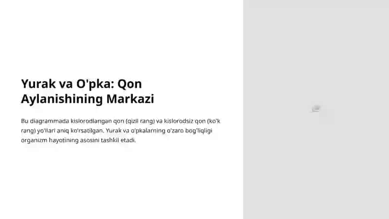 Qon Aylanish Doiralari: Organizm Hayotining Asosi 4