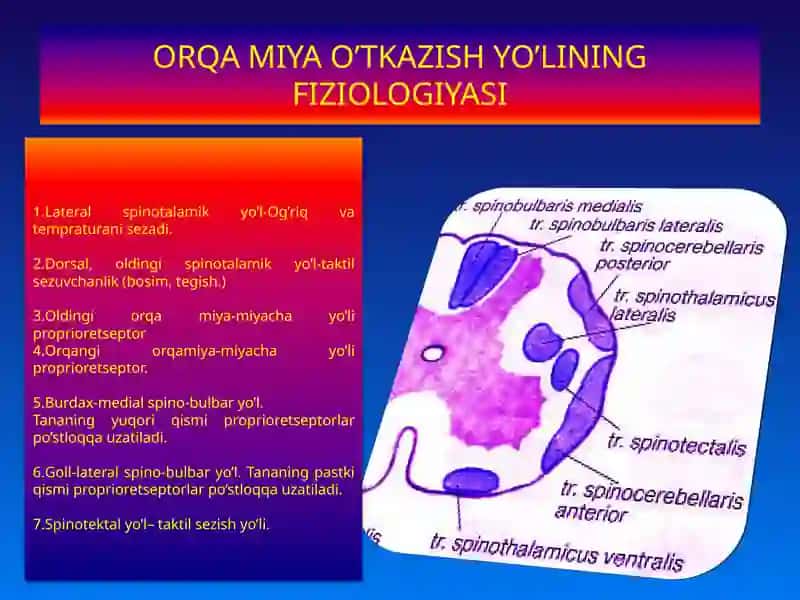 ORQA MIYA FIZIOLOGIYASI 4