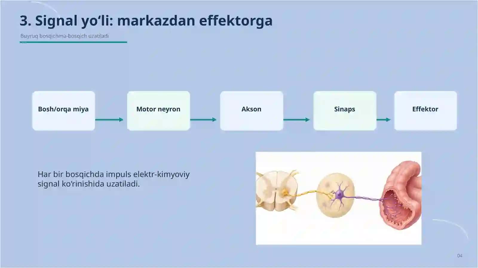 Efferent nerv sistemasi 4