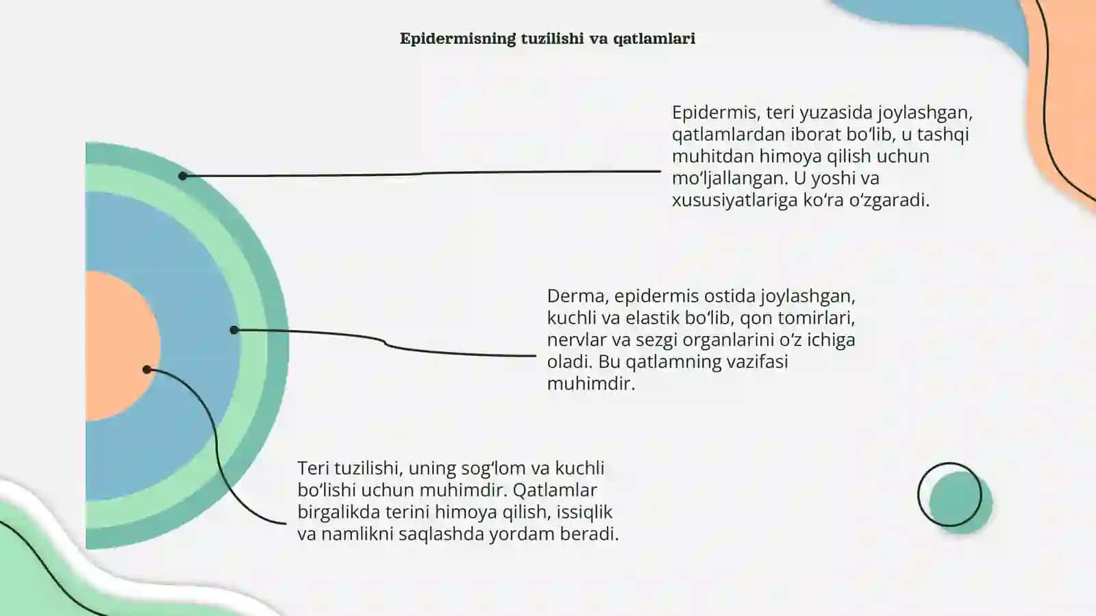 Teri va soch tuzilishi epidermis va derma qavatlari 4