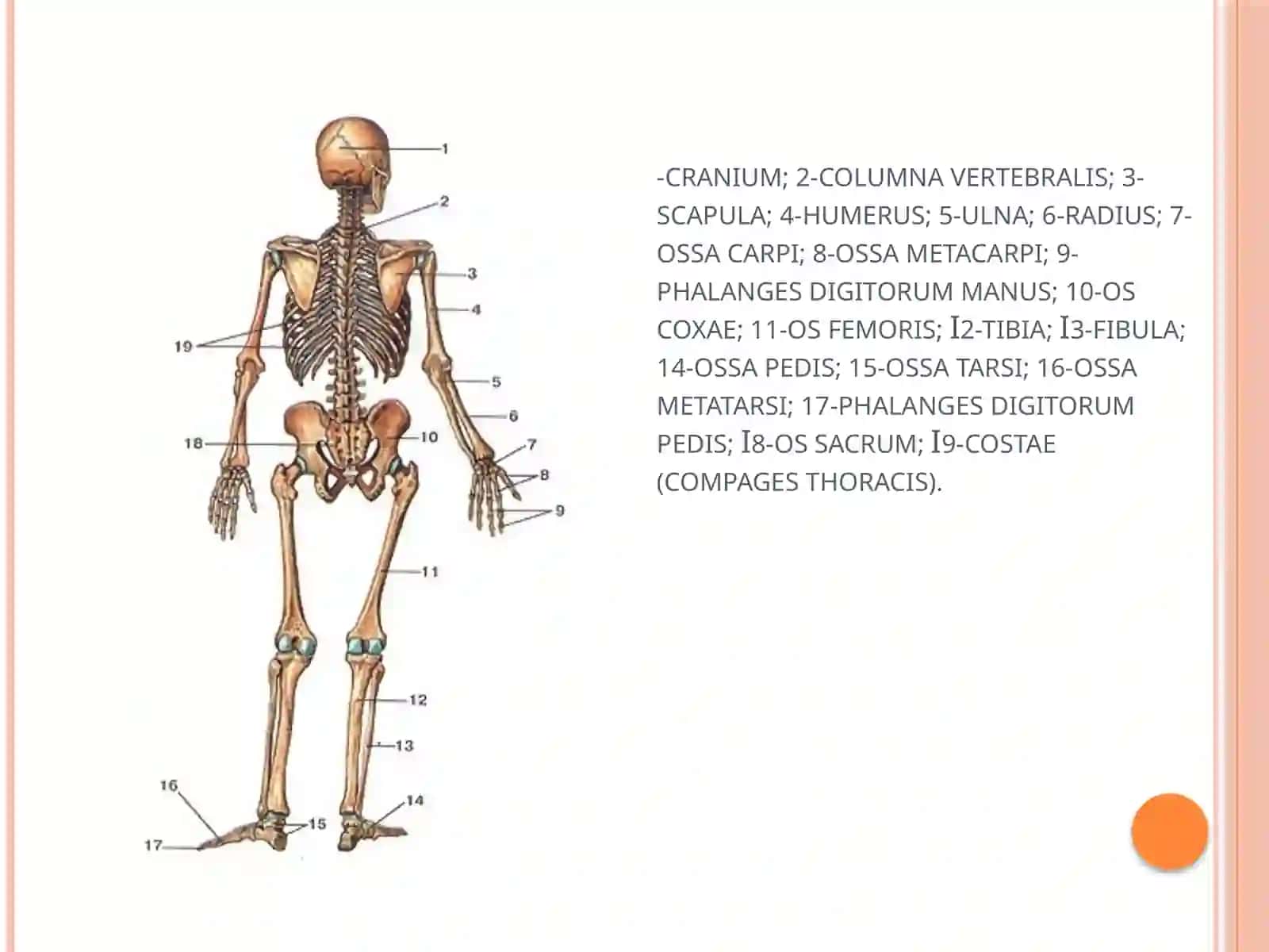 GAVDA SKELETI 4