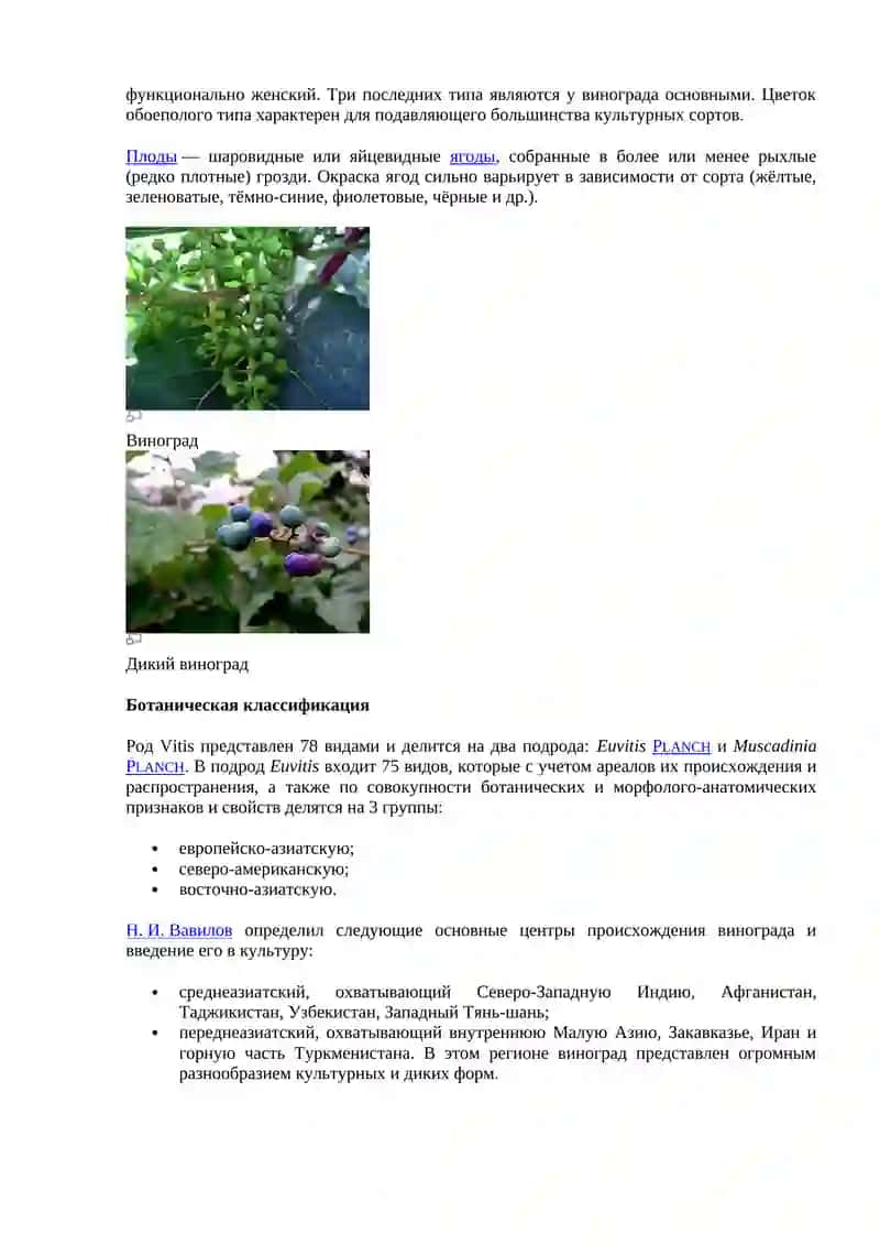 Польза и вред винограда 4