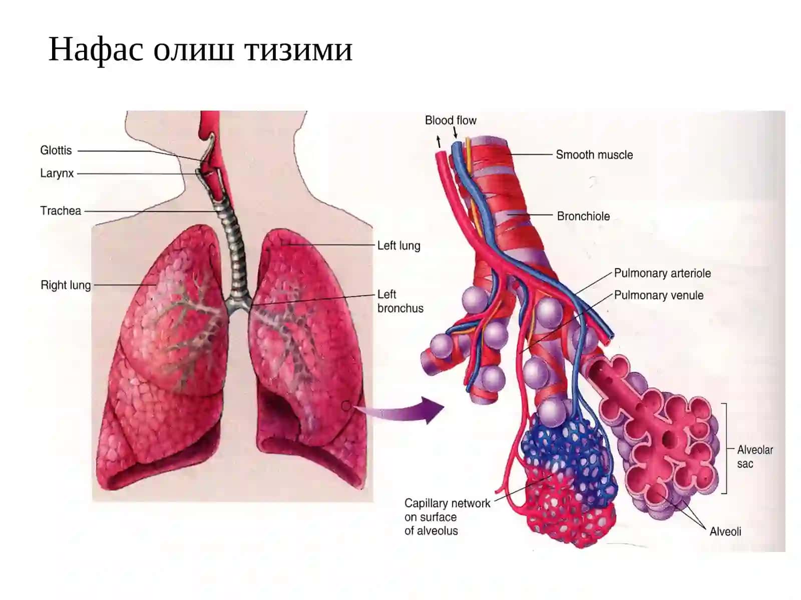 Нафас олиш системаси 4