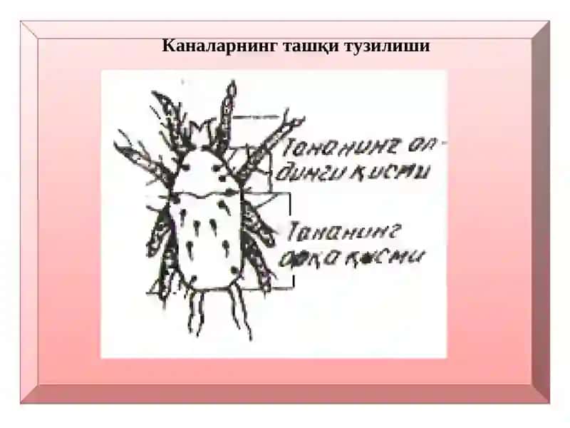 Ҳашаротлар морфологияси ва анатомияси 4